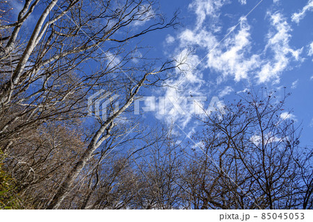 冬の寒空・枯れた木々 冬の寒空・枯れた木々 85045053