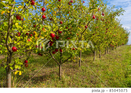 Beautiful orchard of ripe apples on a sunny day Beautiful orchard of ripe apples on a sunny day 85045075