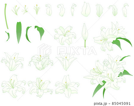 ゆりの花のイラストセット 85045091