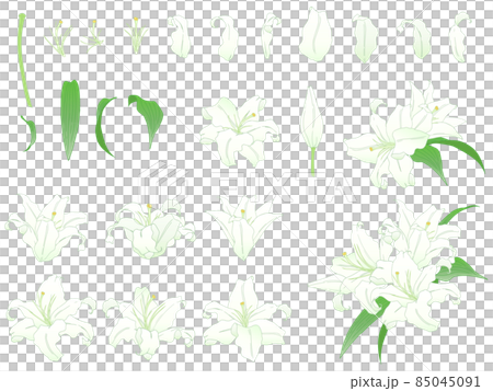 Lily flower illustration set 85045091