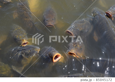 池で餌付け中の鯉 85045172