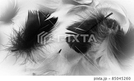 Black and white image of feathers as a background. Light curved fluffy feathers scattered on a white background. Symbol of death, mourning and sorrow. 85045260