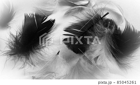 Black and white image of feathers as a background. Light curved fluffy feathers scattered on a white background. Symbol of death, mourning and sorrow. Black and white image of feathers as a background. Light curved fluffy feathers scattered on a white background. Symbol of death, mourning and sorrow. 85045261