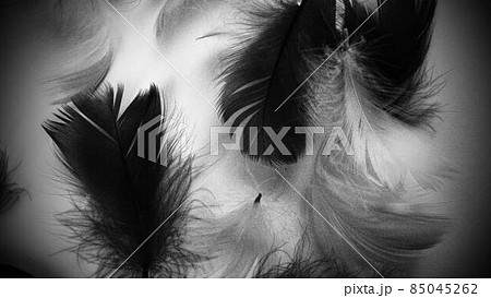 Black and white image of feathers as a background. Light curved fluffy feathers scattered on a white background. Symbol of death, mourning and sorrow. Black and white image of feathers as a background. Light curved fluffy feathers scattered on a white background. Symbol of death, mourning and sorrow. 85045262