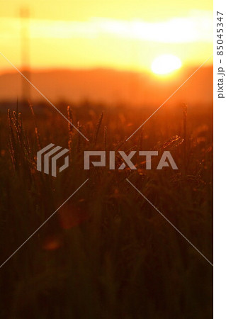 飯豊連峰から昇る朝日と田園風景(新潟県) 飯豊連峰から昇る朝日と田園風景(新潟県) 85045347