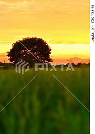 飯豊連峰から昇る朝日と田園風景（新潟県） 85045348
