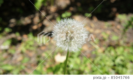 Dandelion has faded, dandelion flower seeds, the end of flowering. 85045766