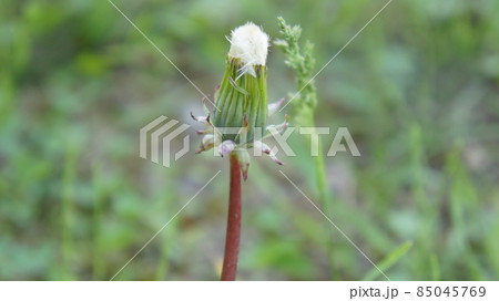 A closed dandelion flower in a meadow 85045769