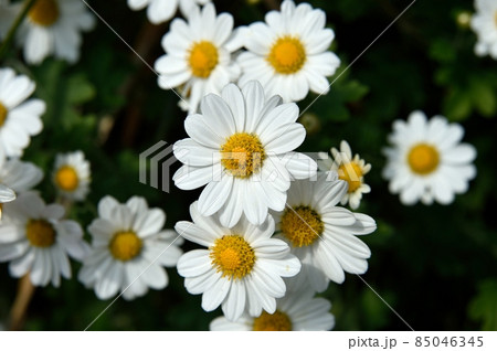 サツマノギクの花 85046345