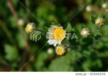 サツマノギクの花 サツマノギクの花 85046349