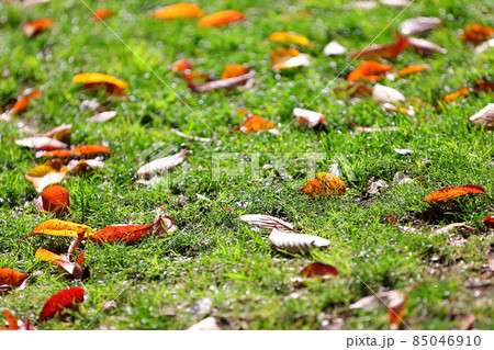 芝生と落ち葉 85046910