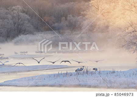 樹氷に囲まれたねぐらから飛び立つタンチョウ（北海道・鶴居） 85046973