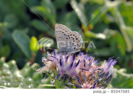 吸蜜するカラフトルリシジミ(北海道・大雪山) 吸蜜するカラフトルリシジミ(北海道・大雪山) 85047085
