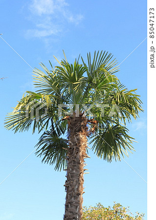 大きなシュロの木 85047173