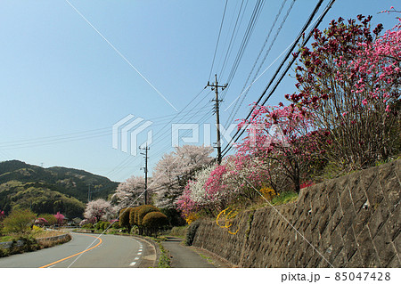 春の毛呂山 埼玉県 春の毛呂山 埼玉県 85047428