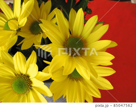 室内の花 室内の花 85047562