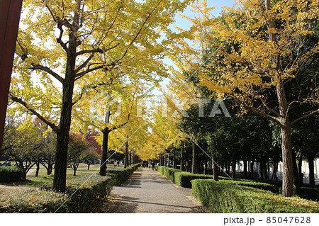 イチョウ並木 小田南公園 【兵庫県】 イチョウ並木 小田南公園 【兵庫県】 85047628