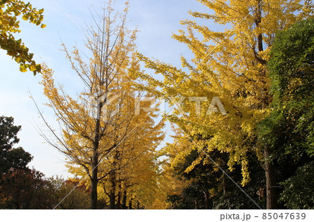 イチョウ並木 小田南公園 【兵庫県】 イチョウ並木 小田南公園 【兵庫県】 85047639
