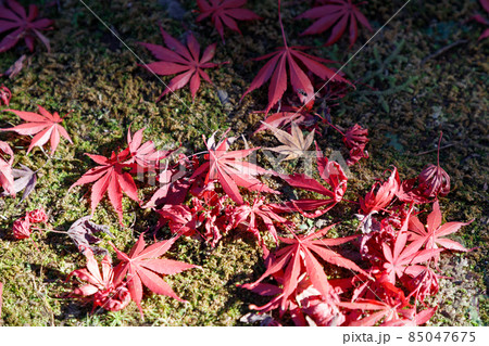 緑の苔の上に落ちた赤いモミジの枯れ葉と木洩れ日 緑の苔の上に落ちた赤いモミジの枯れ葉と木洩れ日 85047675