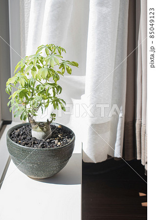 窓際に置かれている観葉植物 窓際に置かれている観葉植物 85049123