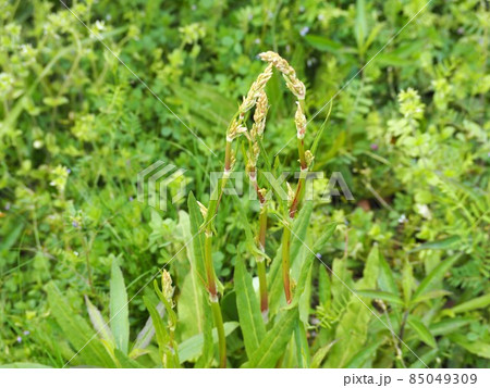 春の野原で成長する野草の新芽 85049309