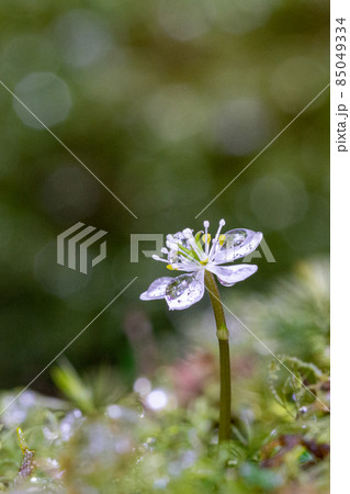 屋久島白谷雲水峡　オオゴカヨウオウレン(2月) 85049334