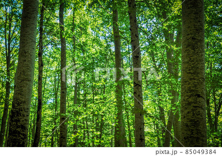 リラ修道院付近の森林（リラ、ブルガリア） 85049384