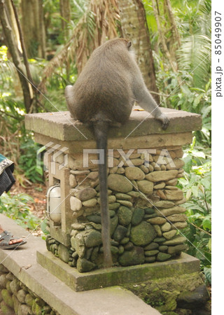オナガザルの後ろ姿（モンキーフォレスト･ウブド／バリ島･インドネシア） 85049907