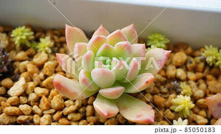 マッコス 85050183