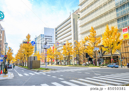 大阪府　秋の御堂筋のイチョウ並木と高級ブティック街 85050381