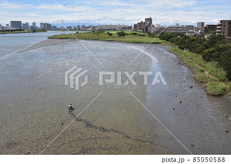 多摩川の大師橋干潟 85050588