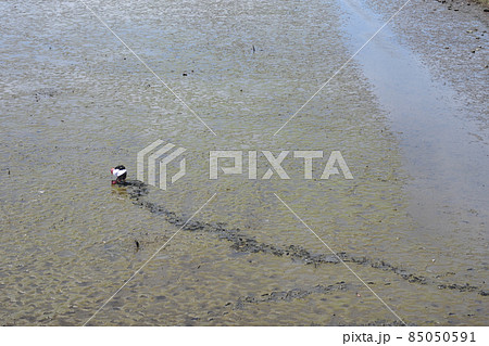 多摩川の大師橋干潟 85050591