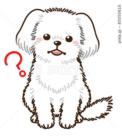 疑問に思うマルチーズ 疑問に思うマルチーズ 85050810