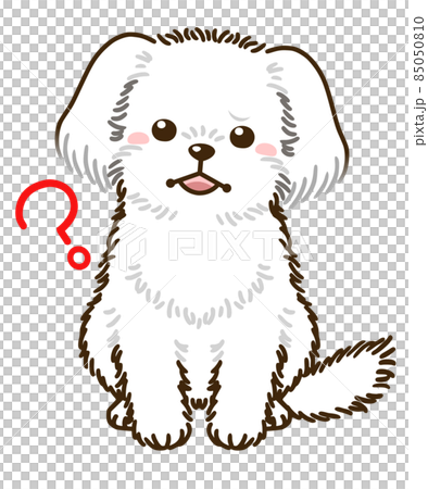 疑問に思うマルチーズ 疑問に思うマルチーズ 85050810