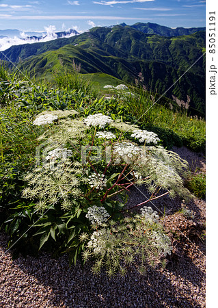 朝日連峰・以東岳稜線の高山植物と大朝日岳への山並み 85051191