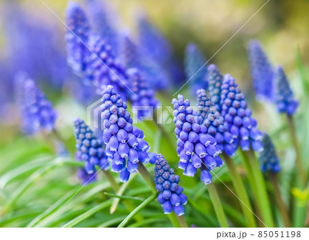 Blue buds flowers Muscari armeniacum or Grape Hyacinth. Viper bow 85051198