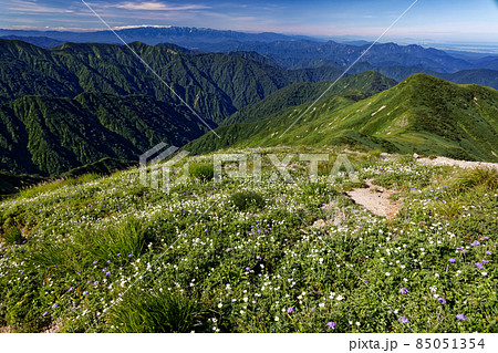 朝日連峰・以東岳稜線のハクサンイチゲ群落と飯豊連峰の眺め 85051354