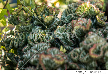 Euphorbia Lactea, Cristata, succulent plant. Euphorbia Lactea, Cristata, succulent plant. 85051499