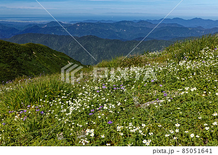 朝日連峰・以東岳稜線のお花畑と日本海の展望 85051641