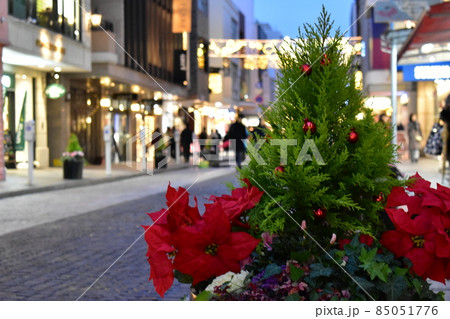 クリスマスポインセチア、横浜元町 クリスマスポインセチア、横浜元町 85051776