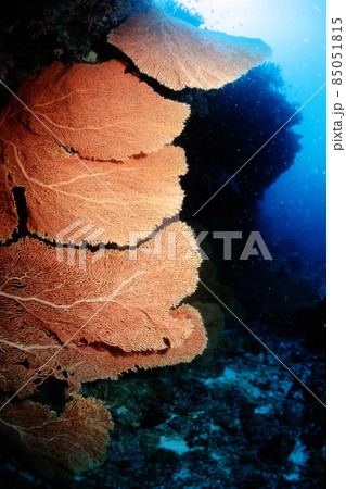 ウミウチワ ウミウチワ 85051815