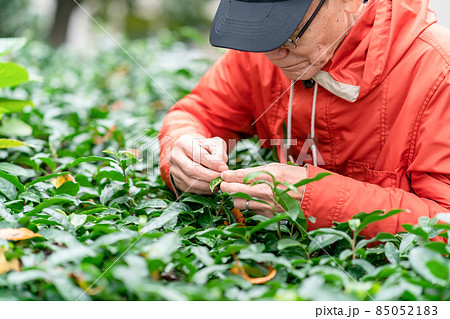 シニア男性　趣味　園芸 85052183