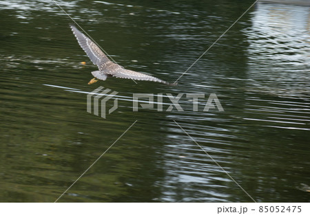 池の上を颯爽と飛ぶゴイサギの幼鳥ササゴイ 池の上を颯爽と飛ぶゴイサギの幼鳥ササゴイ 85052475