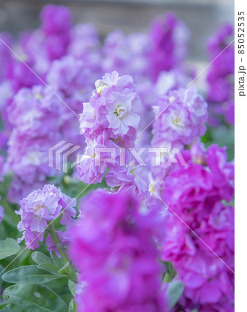 公園に咲くストックの花 公園に咲くストックの花 85052535