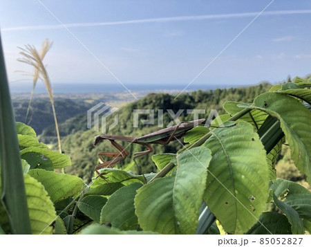 オオカマキリ Tenodera aridifolia 85052827
