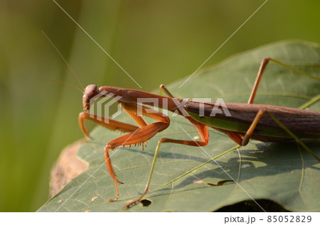 オオカマキリ Tenodera aridifolia オオカマキリ Tenodera aridifolia 85052829