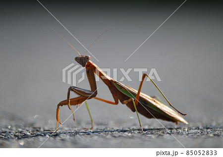 オオカマキリ Tenodera aridifolia 85052833