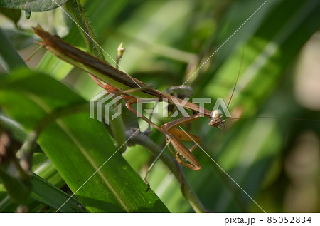 オオカマキリ Tenodera aridifolia オオカマキリ Tenodera aridifolia 85052834