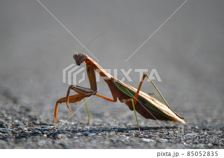 オオカマキリ Tenodera aridifolia オオカマキリ Tenodera aridifolia 85052835