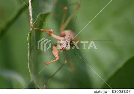 オオカマキリ Tenodera aridifolia 85052837